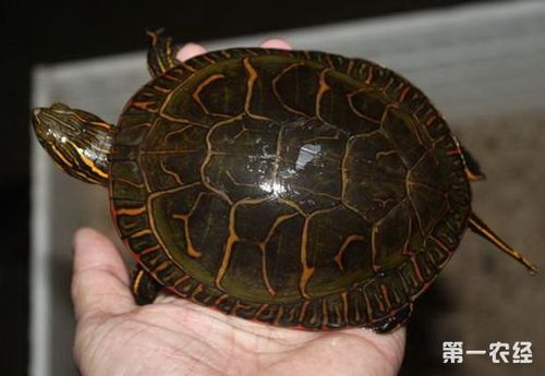 西部锦龟适合温度?西温度是多少算正常-图2 西部锦龟适合温度?西温度是多少算正常-图2