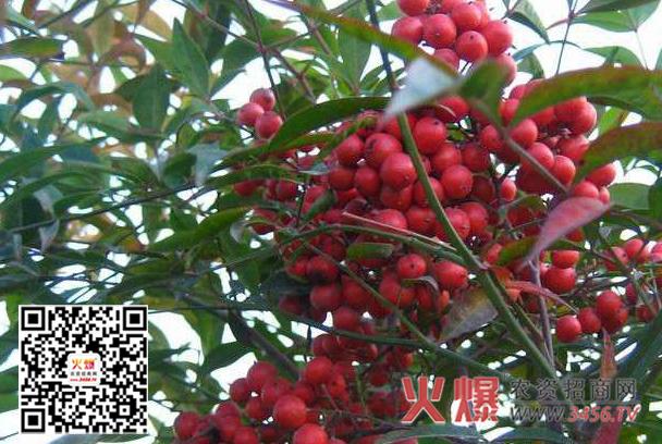 南山竹咋养?南山竹适应的温度是多少-图3 南山竹咋养?南山竹适应的温度是多少-图3