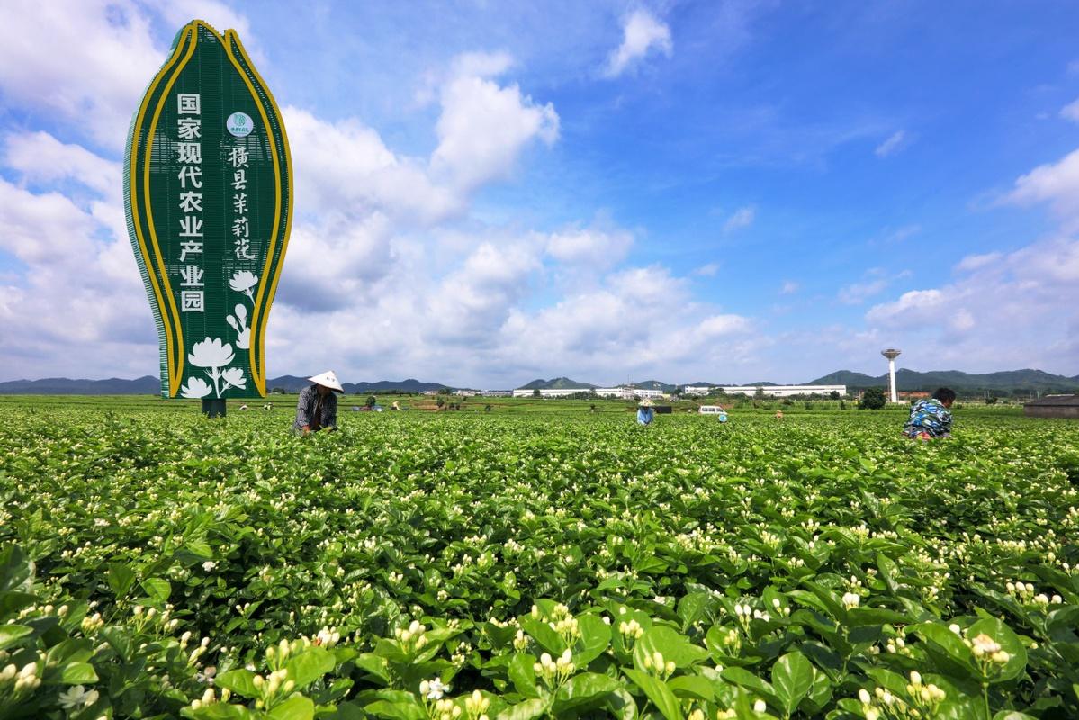 广西适合种植茉莉的气候原?横县现在的温度多少-图1 广西适合种植茉莉的气候原?横县现在的温度多少-图1