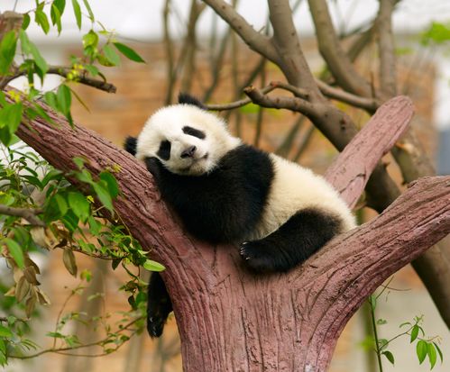 一般情况下大熊猫生活在什么地方?越西县2020年天气温度和湿度调多少好-图1 一般情况下大熊猫生活在什么地方?越西县2020年天气温度和湿度调多少好-图1