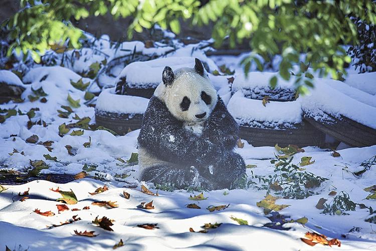 一般情况下大熊猫生活在什么地方?越西县2020年天气温度和湿度调多少好-图2 一般情况下大熊猫生活在什么地方?越西县2020年天气温度和湿度调多少好-图2
