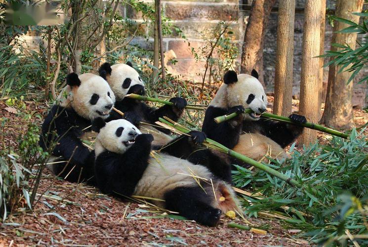 一般情况下大熊猫生活在什么地方?越西县2020年天气温度和湿度调多少好-图3 一般情况下大熊猫生活在什么地方?越西县2020年天气温度和湿度调多少好-图3