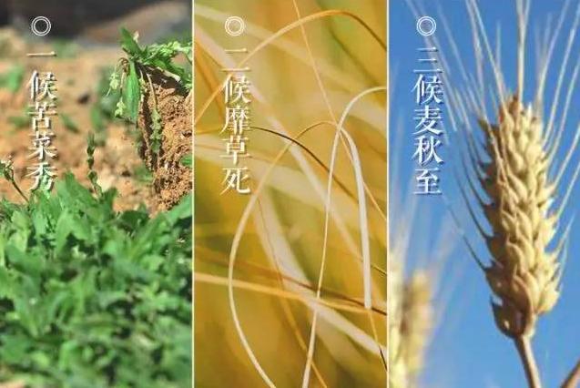 小满和芒种反映的气温是什么?小满后天气多少度-图1 小满和芒种反映的气温是什么?小满后天气多少度-图1