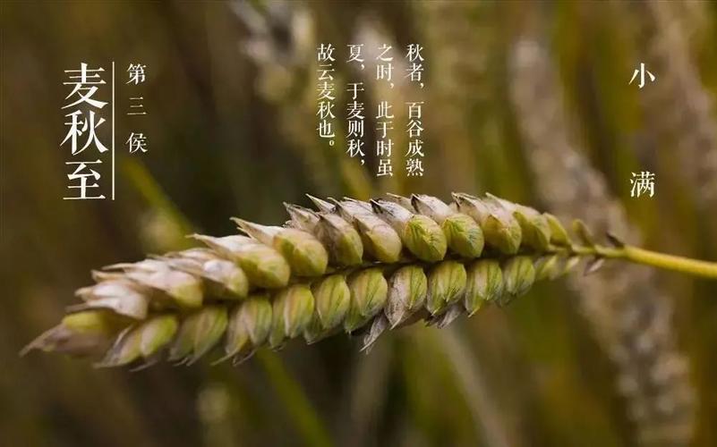 小满和芒种反映的气温是什么?小满后天气多少度-图2 小满和芒种反映的气温是什么?小满后天气多少度-图2