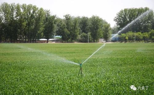 气温在5度到零下5度,能给小麦浇水吗??{水今天气温多少度-图2 气温在5度到零下5度,能给小麦浇水吗??{水今天气温多少度-图2
