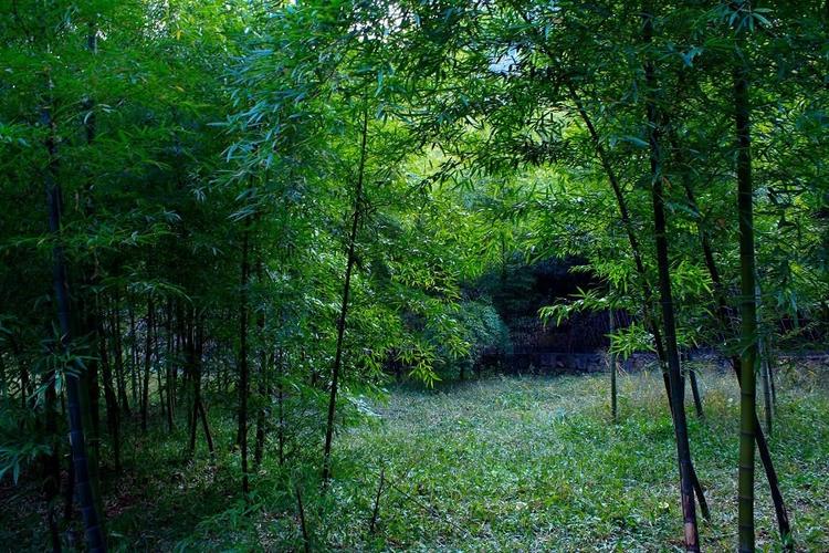 鲁山哪里有收竹子的?鲁山到瓦屋打车多少钱-图3 鲁山哪里有收竹子的?鲁山到瓦屋打车多少钱-图3