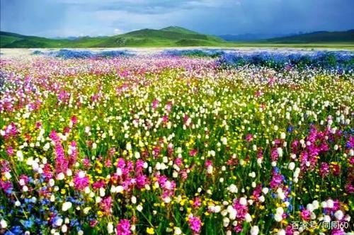 2023年毛垭大草原的花什么时候开?毛垭草原离成都多少公里-图2 2023年毛垭大草原的花什么时候开?毛垭草原离成都多少公里-图2