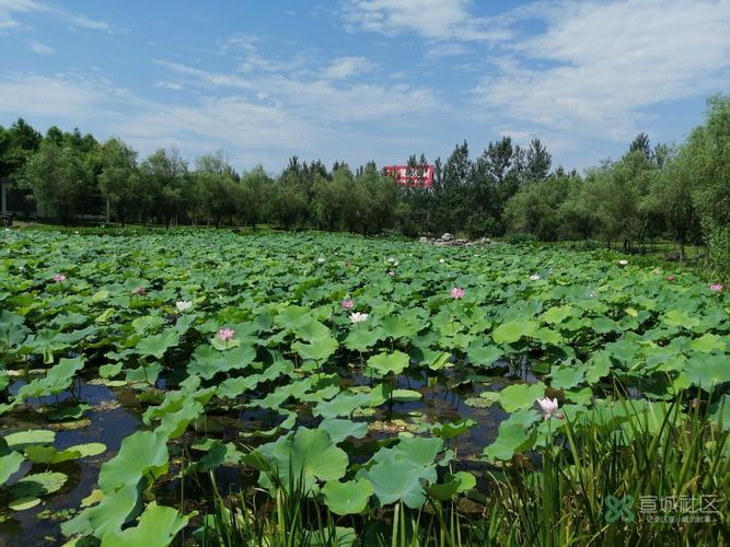 林州哪个地方看荷花?林州陵阳公园要多少元-图1 林州哪个地方看荷花?林州陵阳公园要多少元-图1