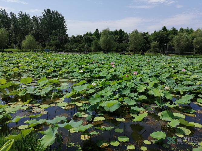 林州哪个地方看荷花?林州陵阳公园要多少元-图2 林州哪个地方看荷花?林州陵阳公园要多少元-图2