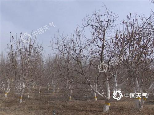 樱桃中国能种吗?莎车的一年的天气温度是多少-图3 樱桃中国能种吗?莎车的一年的天气温度是多少-图3