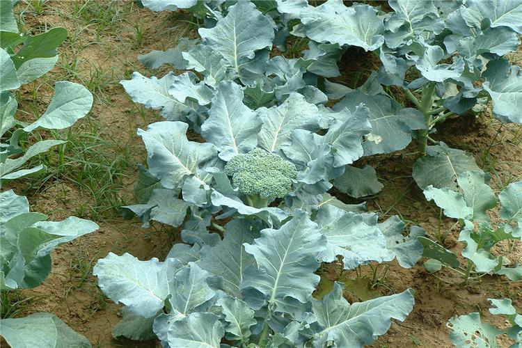 西兰花的育苗时间和方法?培养西兰苗温度是多少-图1 西兰花的育苗时间和方法?培养西兰苗温度是多少-图1