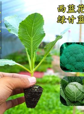 西兰花的育苗时间和方法?培养西兰苗温度是多少-图3 西兰花的育苗时间和方法?培养西兰苗温度是多少-图3