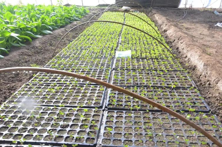 西兰花小拱棚栽植技术?培养西兰苗温度是多少-图1 西兰花小拱棚栽植技术?培养西兰苗温度是多少-图1