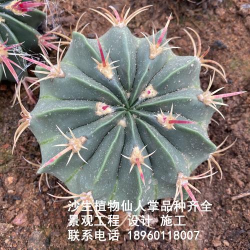 赤城仙人球几年开花?张家口赤城冬天一般多少度-图2 赤城仙人球几年开花?张家口赤城冬天一般多少度-图2