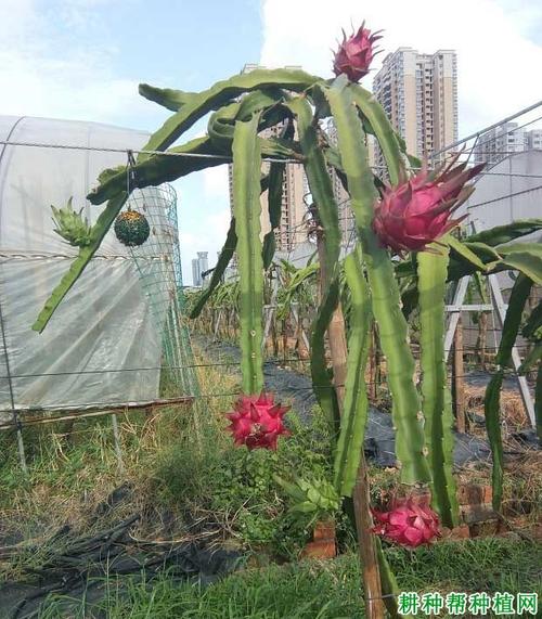 火龙果好种吗?火龙果气温多少度成果-图3 火龙果好种吗?火龙果气温多少度成果-图3