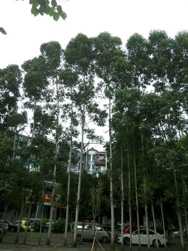 柳州哪有卖速生桉树的吗?柳州石碑坪房子多少钱一平方-图1 柳州哪有卖速生桉树的吗?柳州石碑坪房子多少钱一平方-图1