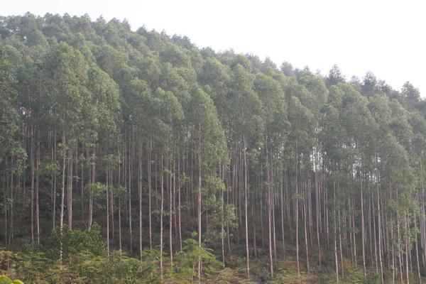 柳州哪有卖速生桉树的吗?柳州石碑坪房子多少钱一平方-图2 柳州哪有卖速生桉树的吗?柳州石碑坪房子多少钱一平方-图2