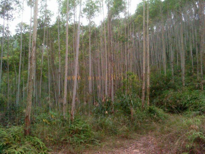 柳州哪有卖速生桉树的吗?柳州石碑坪房子多少钱一平方-图3 柳州哪有卖速生桉树的吗?柳州石碑坪房子多少钱一平方-图3