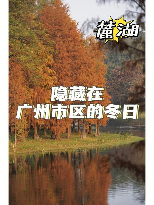 广州的冬天为什么还没有到来?广州市多少天没有冬天-图1 广州的冬天为什么还没有到来?广州市多少天没有冬天-图1
