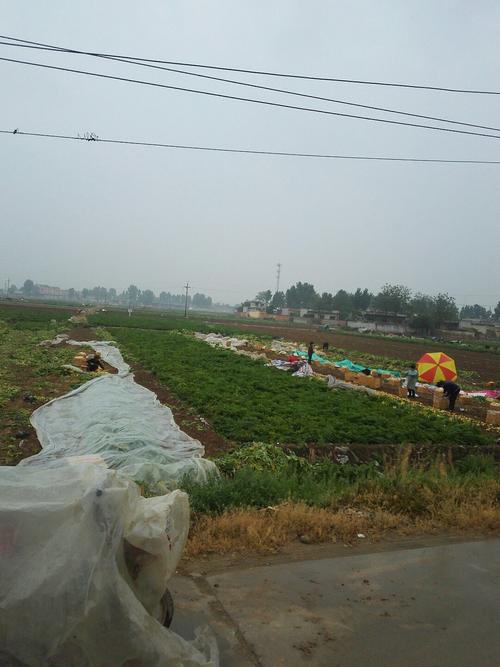 滕州龙山多高?滕州龙阳镇有多少人-图1 滕州龙山多高?滕州龙阳镇有多少人-图1