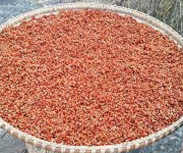 八月中旬能腌高碑店豆豉吗?高碑店历史最低温度是多少-图2 八月中旬能腌高碑店豆豉吗?高碑店历史最低温度是多少-图2