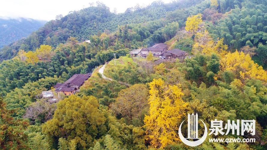 泉州适合拍落叶的地方?德化杨梅乡海拔多少-图1 泉州适合拍落叶的地方?德化杨梅乡海拔多少-图1