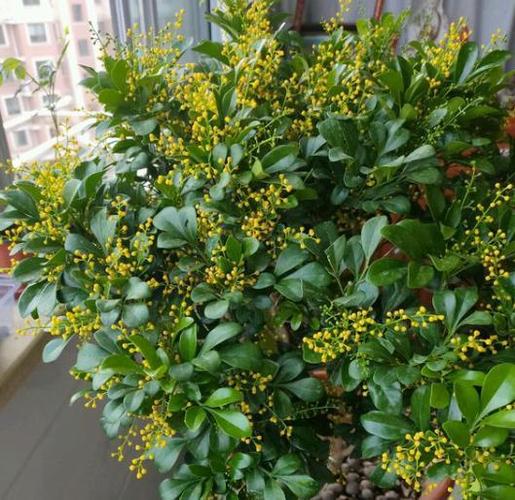 花什么温度移到室内?米兰在多少度时入室-图2 花什么温度移到室内?米兰在多少度时入室-图2