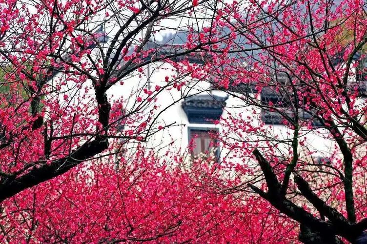 梅花适合什么温度?梅?H明天气温是多少-图2 梅花适合什么温度?梅?H明天气温是多少-图2