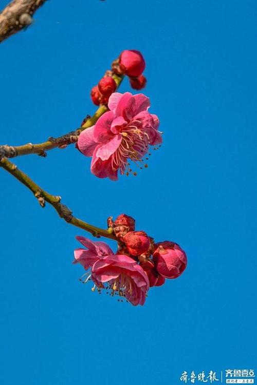 梅花适合什么温度?梅?H明天气温是多少-图3 梅花适合什么温度?梅?H明天气温是多少-图3