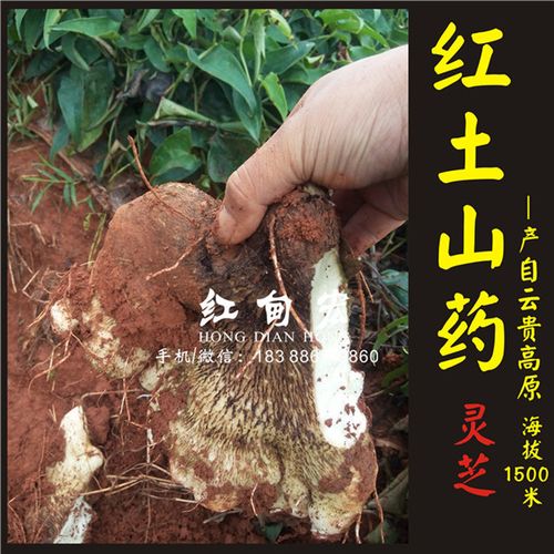 灵芝山药是哪里的品种?文山市红甸邮政编码是多少-图2 灵芝山药是哪里的品种?文山市红甸邮政编码是多少-图2