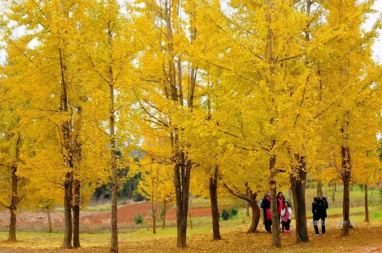 清远银杏黄了吗?今天清远的温度是多少-图1 清远银杏黄了吗?今天清远的温度是多少-图1