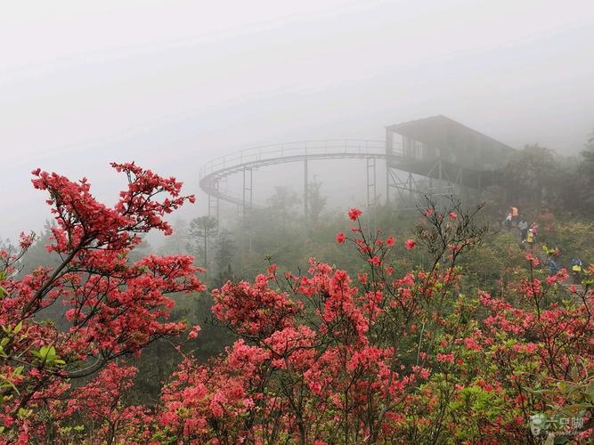 磐安杜鹃花谷风景区要门票吗?高姥山风景区门票多少钱一张-图1 磐安杜鹃花谷风景区要门票吗?高姥山风景区门票多少钱一张-图1