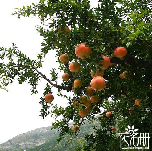 河北省适宜种植哪种石榴树?元氏县历史最低温度是多少-图1 河北省适宜种植哪种石榴树?元氏县历史最低温度是多少-图1