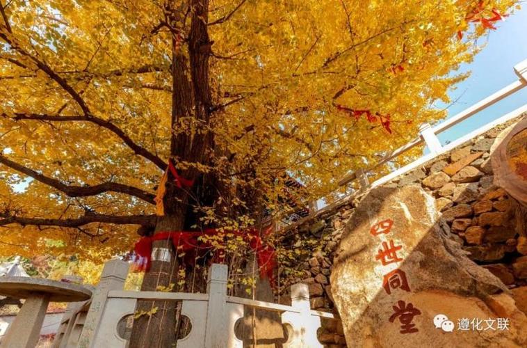 遵化周边好玩的地方?禅林寺 银杏 多少年-图2 遵化周边好玩的地方?禅林寺 银杏 多少年-图2