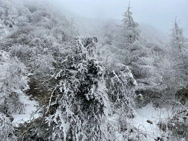雅安市冬天最冷多少度?雅安雨城最低温度是多少-图2 雅安市冬天最冷多少度?雅安雨城最低温度是多少-图2