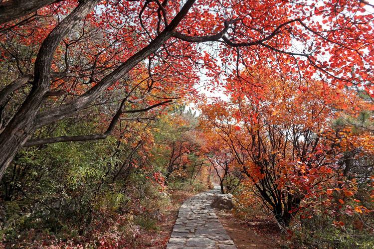 长治太行山红叶最好的地方?武乡至五台山多少公里-图3 长治太行山红叶最好的地方?武乡至五台山多少公里-图3
