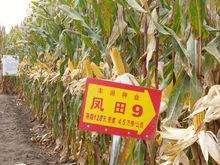 黑龙江省第三、四积温带种什么玉米品种好?齐齐哈尔地区积温多少-图3 黑龙江省第三、四积温带种什么玉米品种好?齐齐哈尔地区积温多少-图3
