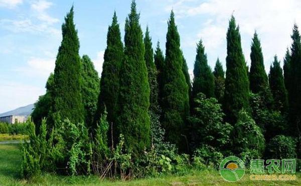 特大耐寒树种?千年极寒北京多少度-图2 特大耐寒树种?千年极寒北京多少度-图2