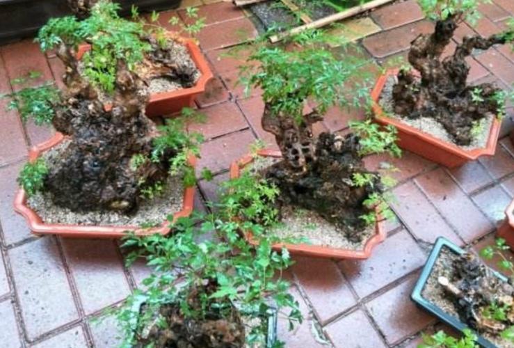野挖黄荆多久能服盆?黄荆发芽温度是多少-图2 野挖黄荆多久能服盆?黄荆发芽温度是多少-图2