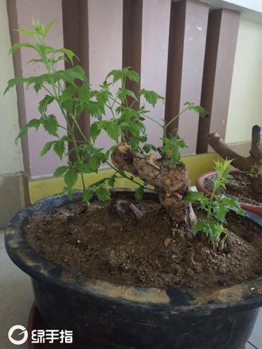野挖黄荆多久能服盆?黄荆发芽温度是多少-图3 野挖黄荆多久能服盆?黄荆发芽温度是多少-图3