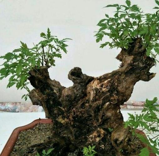 野挖黄荆多久能服盆?黄荆发芽温度是多少-图1 野挖黄荆多久能服盆?黄荆发芽温度是多少-图1