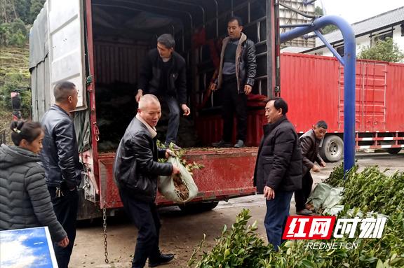 430822的身份证是哪里的?桑植到沙塔坪多少公里-图3 430822的身份证是哪里的?桑植到沙塔坪多少公里-图3