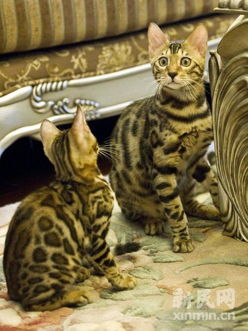 孟加拉豹猫颜色浅怎么办?去孟加拉一周带多少钱-图3 孟加拉豹猫颜色浅怎么办?去孟加拉一周带多少钱-图3
