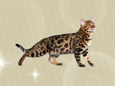 孟加拉豹猫颜色浅怎么办?去孟加拉一周带多少钱-图1 孟加拉豹猫颜色浅怎么办?去孟加拉一周带多少钱-图1