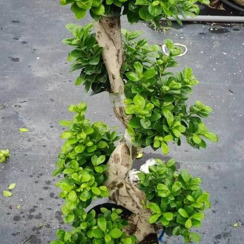 攀枝花盆栽植物怎么养?攀枝花夏天湿度是多少-图1 攀枝花盆栽植物怎么养?攀枝花夏天湿度是多少-图1