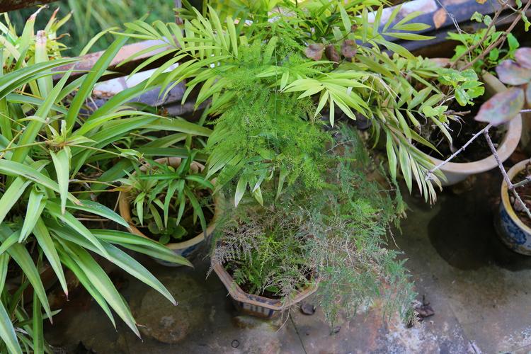 攀枝花盆栽植物怎么养?攀枝花夏天湿度是多少-图2 攀枝花盆栽植物怎么养?攀枝花夏天湿度是多少-图2