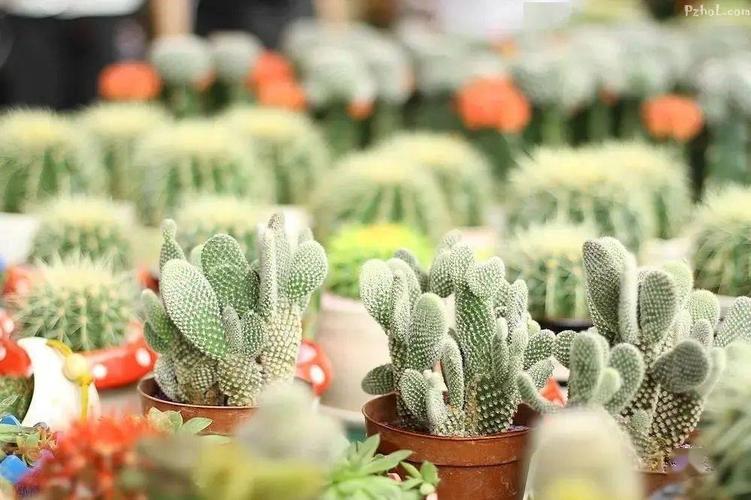攀枝花盆栽植物怎么养?攀枝花夏天湿度是多少-图3 攀枝花盆栽植物怎么养?攀枝花夏天湿度是多少-图3