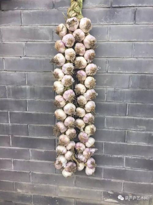 天津什么时候种蒜最合适?天津10月份温度多少时间表-图3 天津什么时候种蒜最合适?天津10月份温度多少时间表-图3