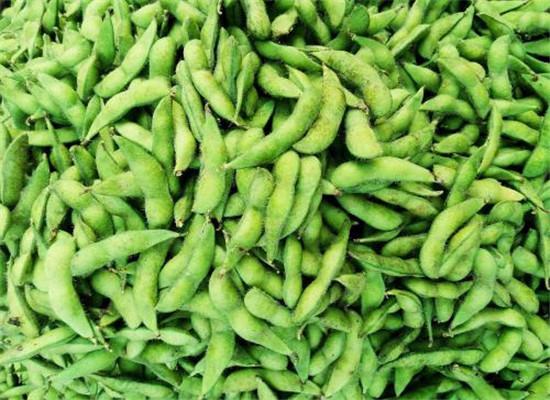 中国最好吃的毛豆品种?安徽阜南气温是多少-图1 中国最好吃的毛豆品种?安徽阜南气温是多少-图1