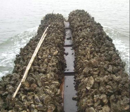 汕尾海滩突现大量生蚝哪里来的?玛娃有多少级-图1 汕尾海滩突现大量生蚝哪里来的?玛娃有多少级-图1